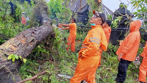 Tim BPBD Badung memangkas batang pohon asam yang melintang di tengah jalan menuju Canggu, Kuta Utara, Badung, Bali, Senin (6/2/2023).