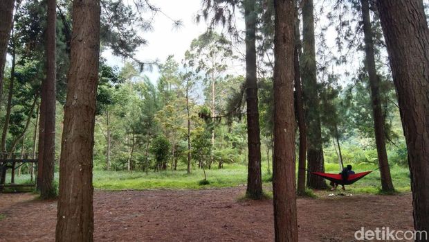 Wisata Hutan Pinus Panten Argalingga Majalengka.