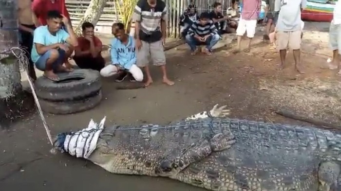 Buaya muara yang ditangkap warga di Sumbar. (Foto: Istimewa)
