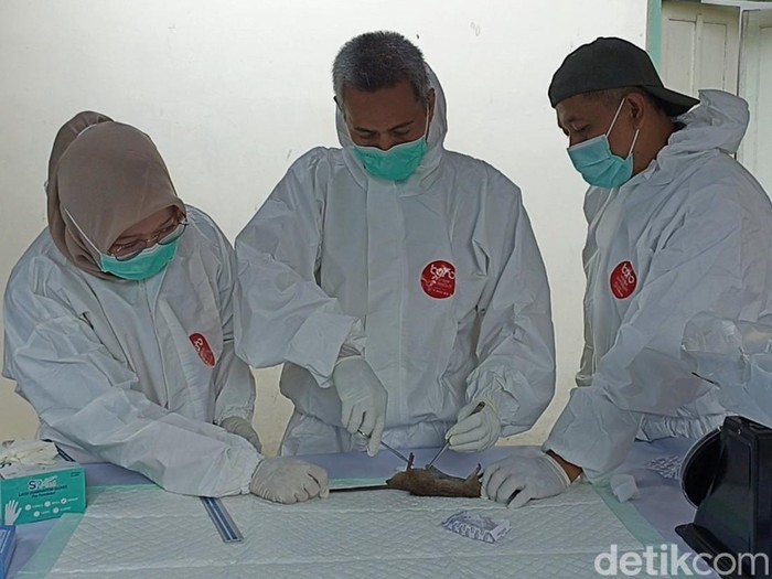 Dinkes Tulungagung Bedah Tikus