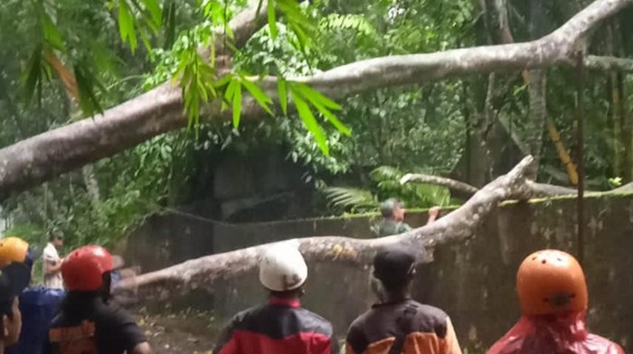 TRC BPBD dan relawan menangani pohon tumbang di Manisrenggo.