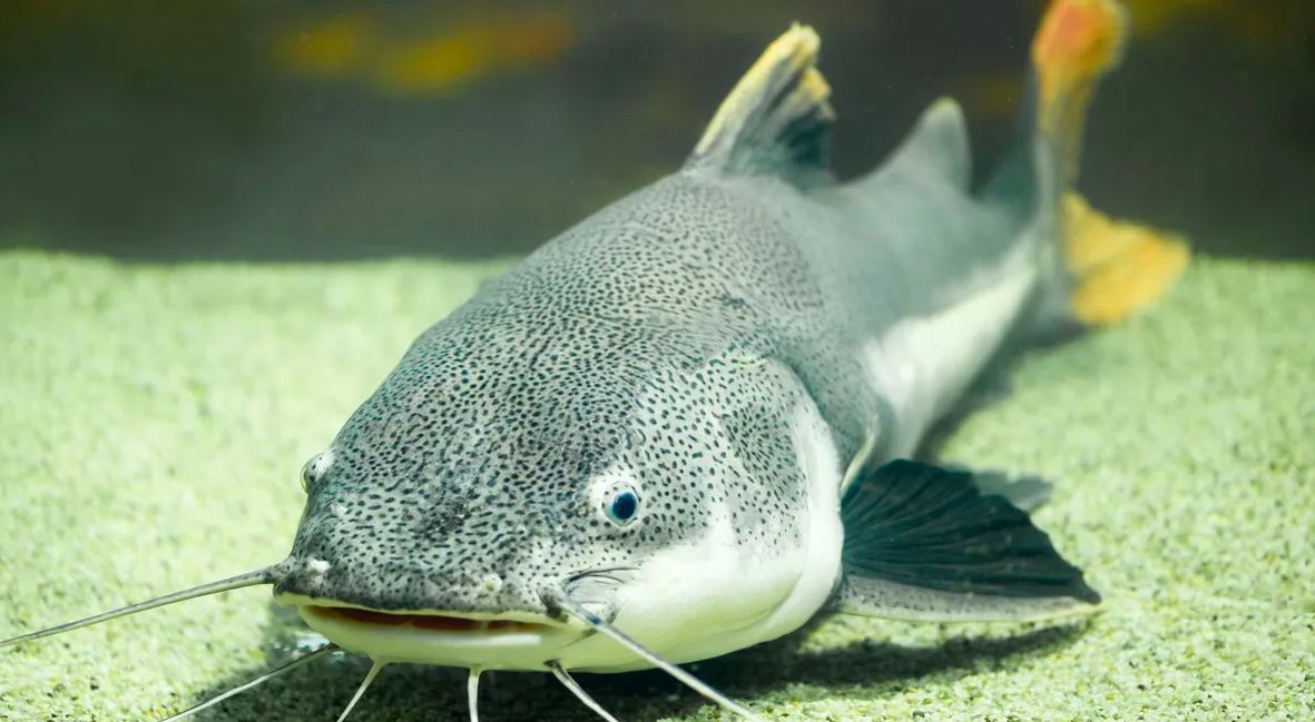 Ikan lele