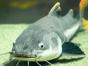 Menilik Nutrisi Ikan Lele yang Ampuh Cegah Stunting
