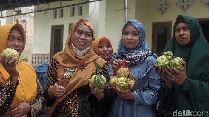 Jambu kristal dari Kecamatan Dempet, Demak. Foto diambil Selasa (7/2/2023).