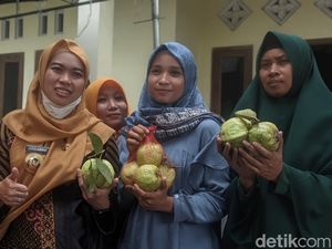 Jambu Kristal Jadi Primadona, Petani Demak Kewalahan Penuhi Permintaan