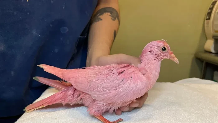 Burung merpati raja (king pigeon) berhasil diselamatkan dari nasibnya yang malang. Dia mengalami stres berat karena diwarnai.