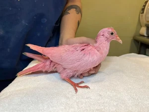 Kasihan, Burung Stress Gegara Diwarnai Pink dan Diselamatkan LSM