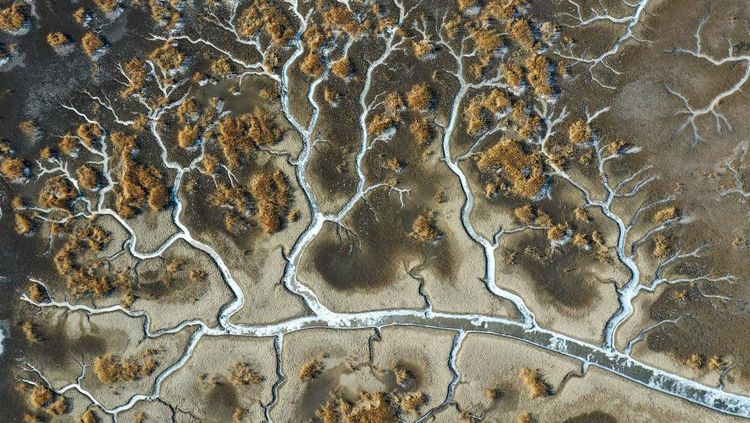 Bukan Pohon, Ini Potret Sungai di China yang Sedang Membeku
