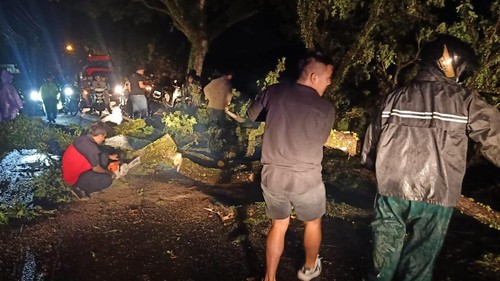 Rizki, seorang pengendara motor tertimpa dahan pohon yang tumbang saat melintasi Jalan Denpasar-Singaraja. Rizki mengalami patah tulang.