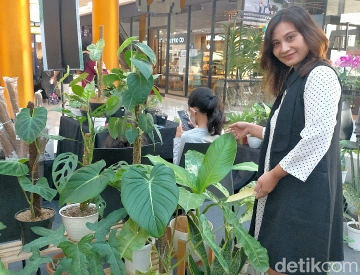 penjual tanaman hias jual melalui medsos dan kerap live sale
