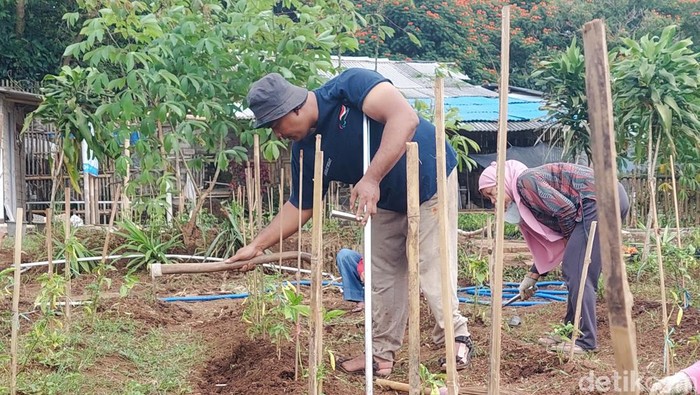 Para petani disabilitas Cimahi saat melakukan aktivitas pertanian.