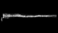 Pedang yang berukuran lebih dari dua meter itu terlalu besar untuk dipakai sebagai senjata. Para ahli menduga, tujuan pedang ini adalah melindungi orang yang dikubur bersamanya dari roh jahat. Demikian dikutip dari Live Science. Foto: Courtesy Archaeological Institute of Kashihara via Live Science