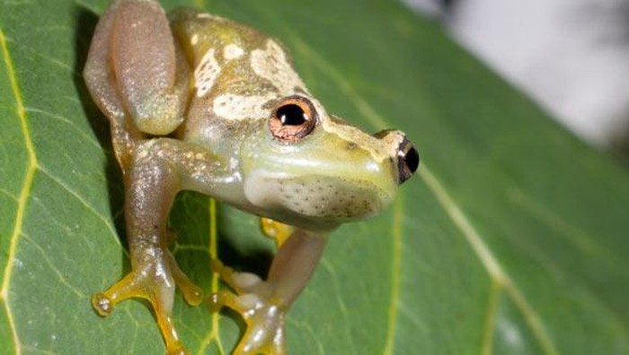 Spesies Baru Katak Tanpa Suara