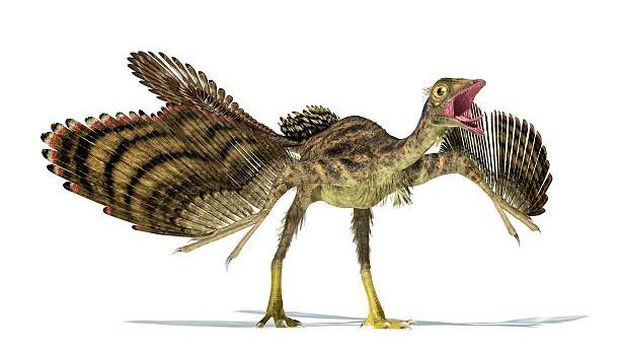 Archaeopteryx.