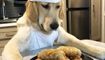 Gemas! 10 Momen Masak Chef Badger, Anjing Golden Retriever yang Jago Masak