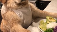 Ini momen Badger ketika berada di dapur. Saat itu, ia tampak membuat salad yang segar. Ada paduan irisan alpukat, kol ungu, dan jeruk nipis. Foto: Instagram @cookingwithbadger