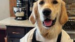 Gemas! 10 Momen Masak Chef Badger, Anjing Golden Retriever yang Jago Masak