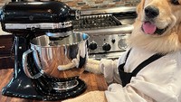 Momen yang diunggah sang pemilik di Instagram banyak disukai, karena anjing Golden Retriever ini sangat menggemaskan. Ini posenya bersama mixer saat membuat kue. Foto: Instagram @cookingwithbadger