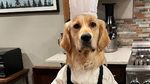 Gemas! 10 Momen Masak Chef Badger, Anjing Golden Retriever yang Jago Masak