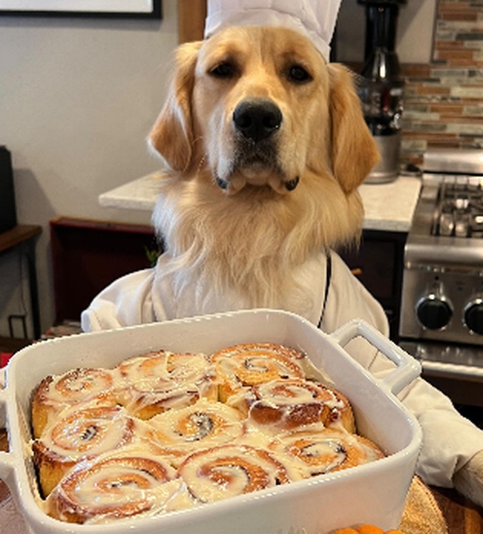 Chef Badger, anjing golden retriever yang jago memasak.