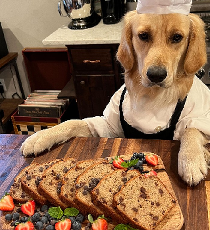 Chef Badger Chef Badger, anjing golden retriever yang jago memasak.