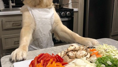 Gemas! 10 Momen Masak Chef Badger, Anjing Golden Retriever yang Jago Masak