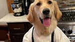 Gemas! 10 Momen Masak Chef Badger, Anjing Golden Retriever yang Jago Masak