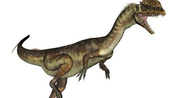 Dilophosaurus yang berarti kadal jambul ganda. Ia memiliki panjang tubuh sekitar 7 meter dan tinggi sekitar 2 meter. Di film Jurassic Park, Dilophosaurus punya kulit leher yang bisa mengembang jadi kipas. Tapi menurut ilmuwan, itu adalah penggambaran yang salah. Foto: Elena Duvernay/Getty Images