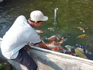 Pandemi Usai, Pembudidaya Ikan Koi Pasuruan Cuan Rp 10 Juta Per Bulan