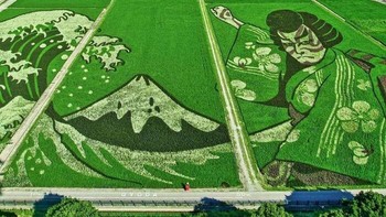 Seni sawah di Jepang. Foto: Boredpanda