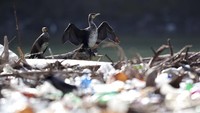 Hampir sama di sungai Drina, tetangga Bosnia, di mana Lim akhirnya mengalir. Masalahnya berlangsung selama beberapa dekade dan berasal dari pengelolaan limbah yang buruk dan kurangnya perlindungan perlindungan lingkungan di seluruh Balkan.  