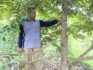Petani Durian di Ponorogo Sambat Gagal Panen Dampak Cuaca Ekstrem