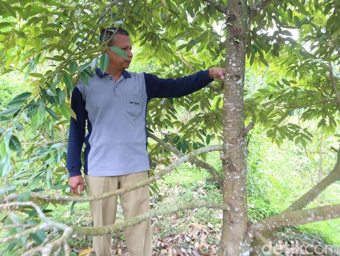 Petani durian di Ngebel sambat gagal panen