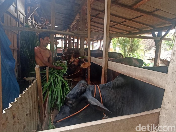 Peternak memberikan makan sapinya di Desa Sugihmanik, Kecamatan Tanggungharjo, Kabupaten Grobogan, Rabu (8/2/2023).