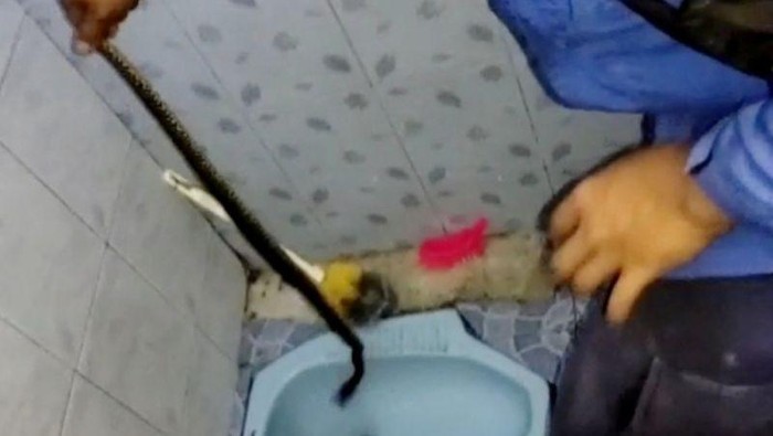 Petugas Damkar mengevakuasi ular di salah satu rumah warga di Cibinong, Kabupaten Bogor, Jabar (ANTARA/HO-Disdamkar Kabupaten Bogor)
