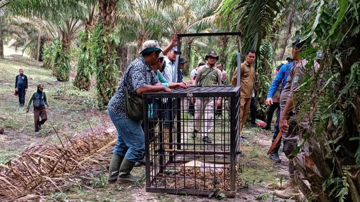 Petugas pasang perangkap di lokasi kemunculan harimau (dok BBKSDA Riau)