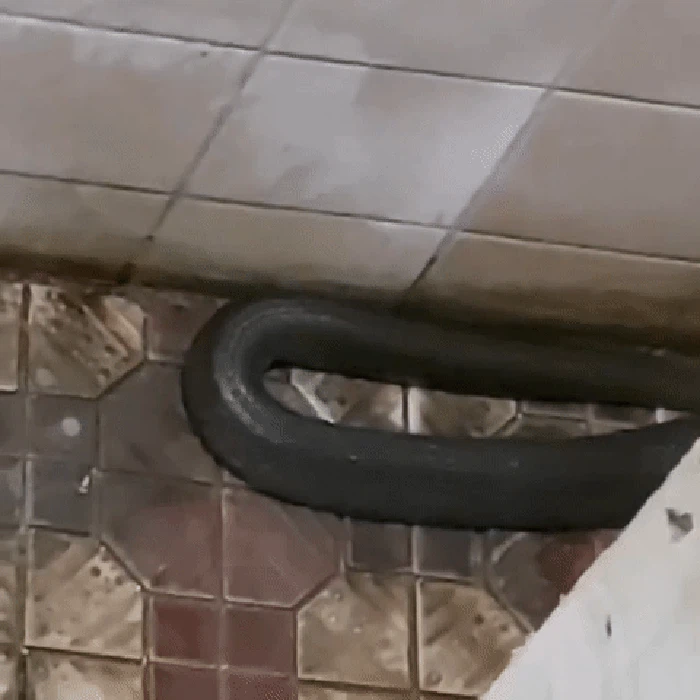 Seekor ular kobra ditemukan warga Bekasi bernama Claudia (23) di kamar mandi rumahnya. Claudia lalu meminta bantuan damkar untuk mengevakuasi reptil tersebut. (dok Damkar Bekasi Kota)