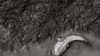 Karya Andres Novales dari Guetemala. Saat musim hujan berakhir di Guatemala, permukaan air sungai Usumacinta turun drastis dan buaya besar mengambil alih tepian lumpur. Buaya ini adalah bagian penting dari ekosistem yang sehat dan berfungsi, tetapi sangat penting untuk tidak memberi makan mereka, karena hal ini meningkatkan kemungkinan konflik. Foto: The World Photography Organisation