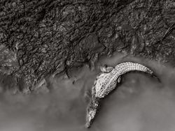 Karya Memukau National Award Kontes Foto Sony, Ada dari Indonesia