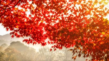 Karya Kyujin Jeong dari Korea Selatan. Suatu pagi di bulan November yang berkabut di Taman Nara di Nara, Jepang, ketika saya memotret dedaunan musim gugur dan rusa yang merumput. Itu sangat damai. Foto: The World Photography Organisation