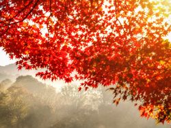 Karya Memukau National Award Kontes Foto Sony, Ada dari Indonesia