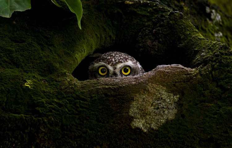 Sony World Photography Awards 2023