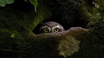 Karya Protap Shekhor Mohanto. Burung hantu berbintik ini difoto dari persembunyian di National Botanical Garden of Bangladesh. Pada siang hari burung-burung yang menakjubkan ini cenderung bersembunyi di sarang yang dibuat di lubang-lubang batang pohon, tetapi terkadang mereka mengintip untuk mengamati sekelilingnya dengan mata kuningnya yang menawan.Foto: The World Photography Organisation