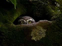 Karya Memukau National Award Kontes Foto Sony, Ada dari Indonesia