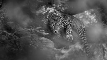 Karya Rajeev Abeysekara dari Sri Lanka. Selama perjalanan di Taman Nasional Kumana Sri Lanka, Rajeev menemukan macan tutul Sri Lanka yang luar biasa ini sedang beristirahat di pohon, menatap kami melalui dahan. Itu adalah pertemuan yang tak terlupakan. Foto: The World Photography Organisation