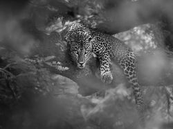 Karya Memukau National Award Kontes Foto Sony, Ada dari Indonesia