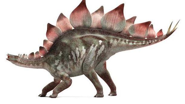 Stegosaurus dinosaur.