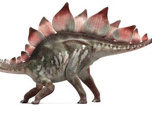 Lelang Kerangka Stegosaurus di New York, Segini Taksiran Harganya