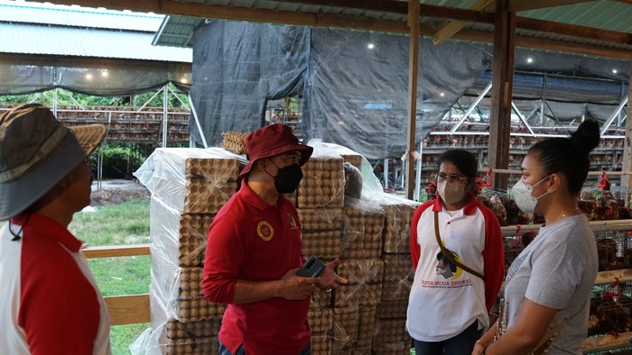 Ternak Ayam Petelur, Aktivis PMI Raup Untung Puluhan Juta/Bulan