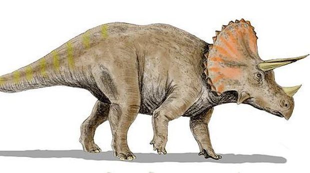 Triceratops